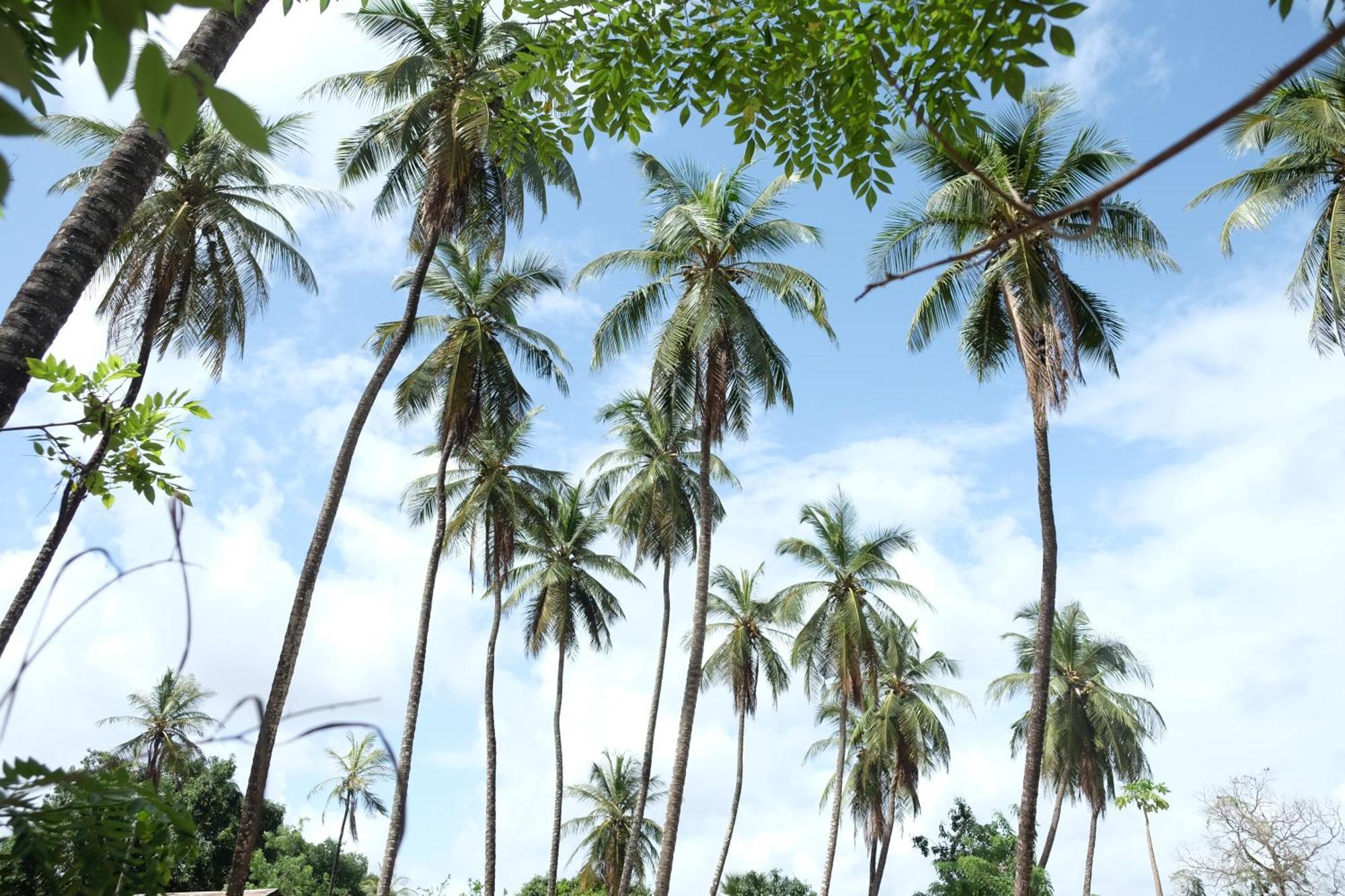 Centre Touristique Et Culturel Casamance Pensionat Diakene Ouolof Eksteriør billede